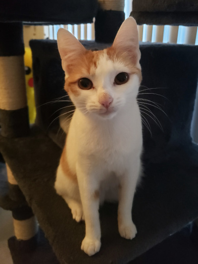Creamsicle Creamsicle