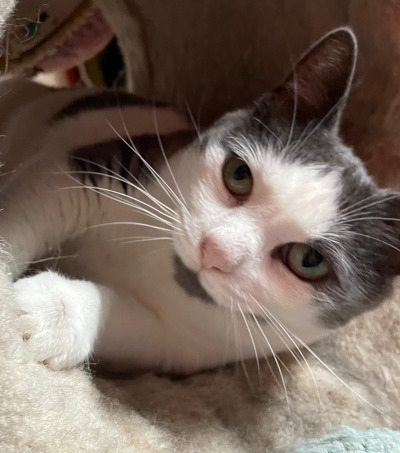 Rosiecat Rosiecat