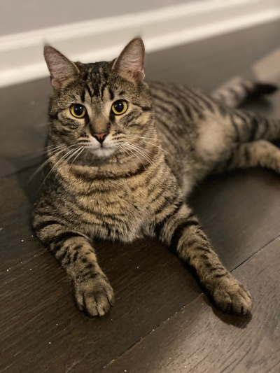 Mister Biscuits Mister Biscuits