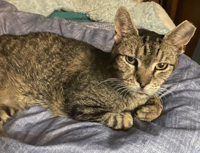 Tabby Tabby