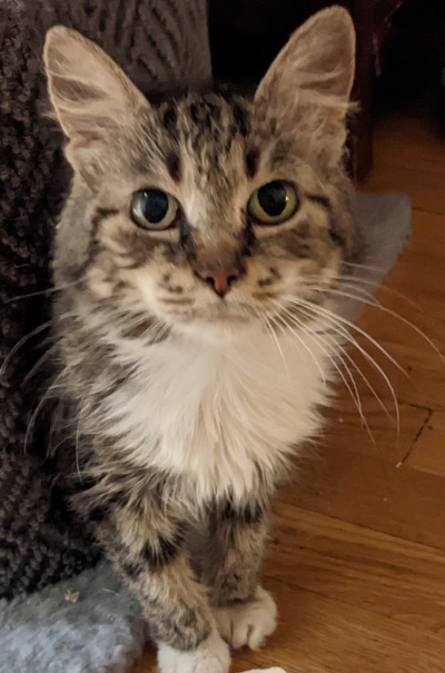 Willow Willow