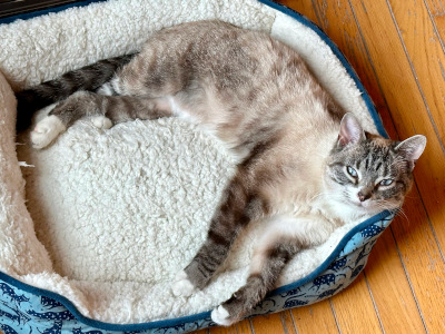 Tiramisu Tiramisu