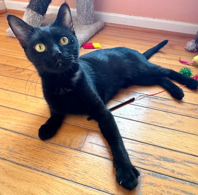 Bagheera Bagheera